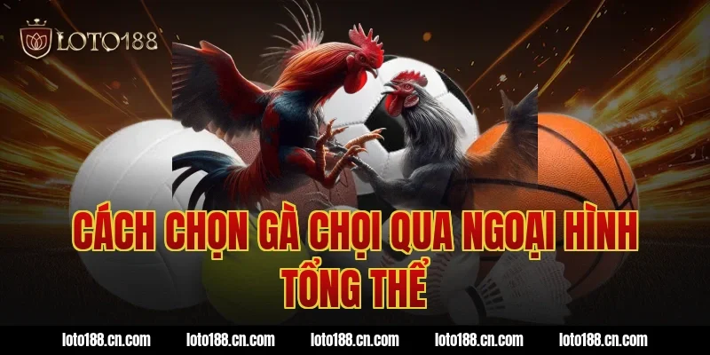 Cách chọn gà chọi qua ngoại hình tổng thể