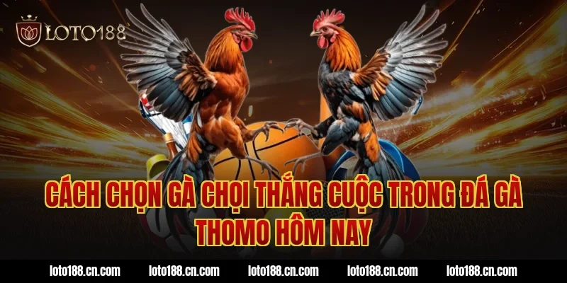 Cách chọn gà chọi thắng cuộc trong đá gà thomo hôm nay