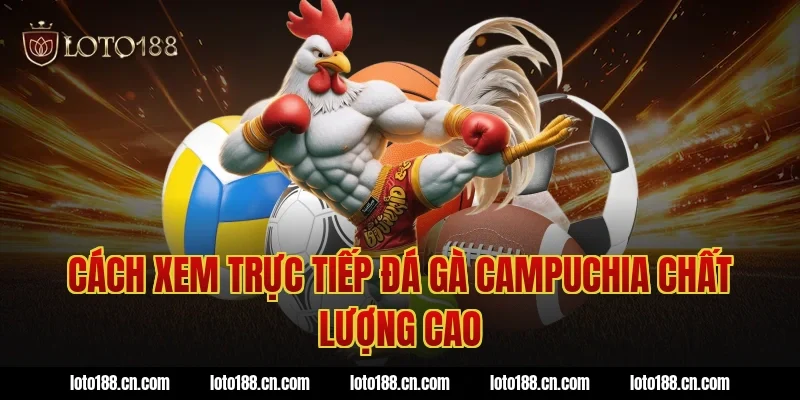 Cách xem trực tiếp đá gà Campuchia chất lượng cao