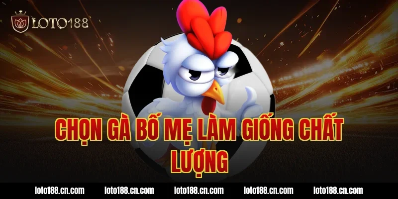 Chọn gà bố mẹ làm giống chất lượng