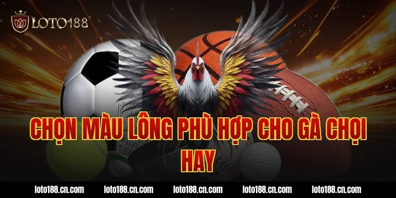 Chọn màu lông phù hợp cho gà chọi hay
