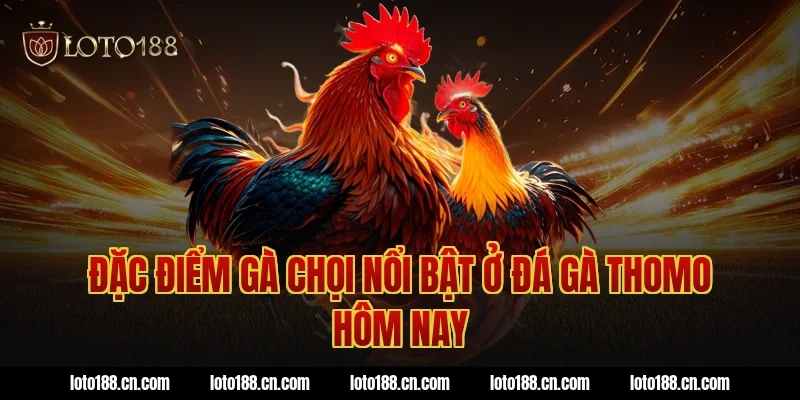Đặc điểm gà chọi nổi bật ở đá gà thomo hôm nay