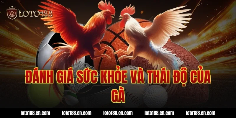 Đánh giá sức khỏe và thái độ của gà