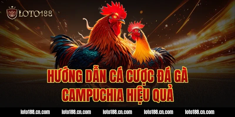 Hướng dẫn cá cược đá gà Campuchia hiệu quả