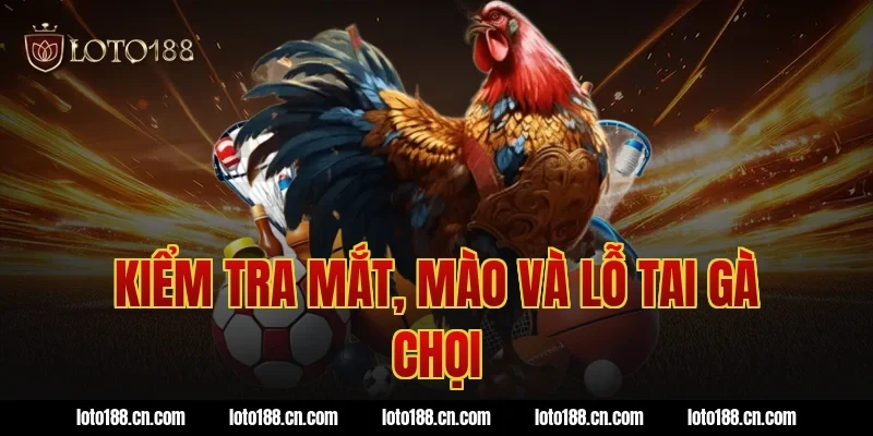 Kiểm tra mắt, mào và lỗ tai gà chọi