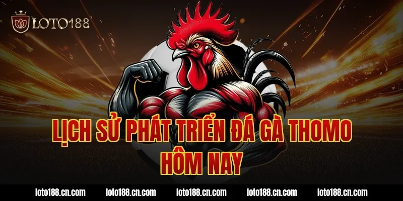 Lịch sử phát triển đá gà thomo hôm nay