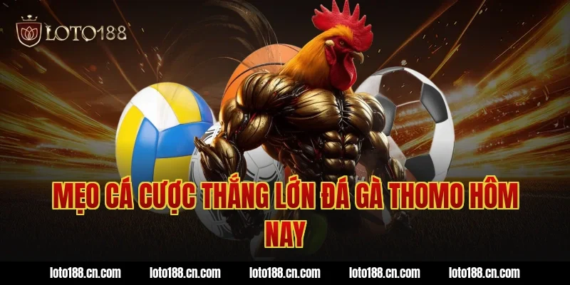 Mẹo cá cược thắng lớn đá gà thomo hôm nay