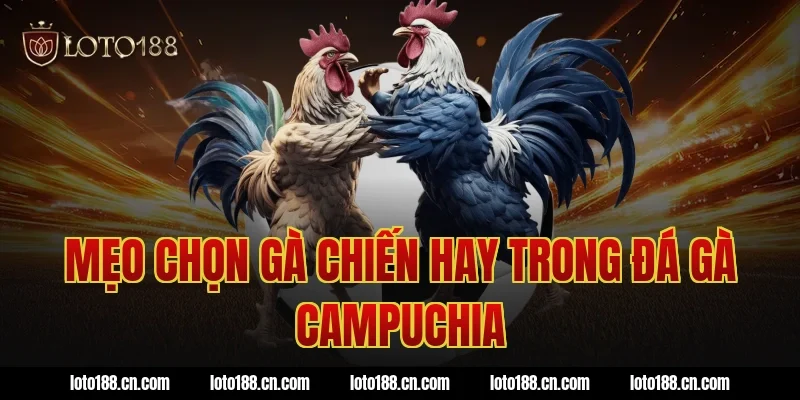Mẹo chọn gà chiến hay trong đá gà Campuchia