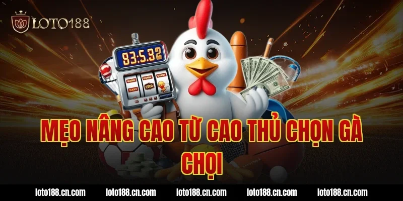 Mẹo nâng cao từ cao thủ chọn gà chọi