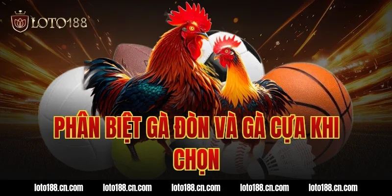 Phân biệt gà đòn và gà cựa khi chọn
