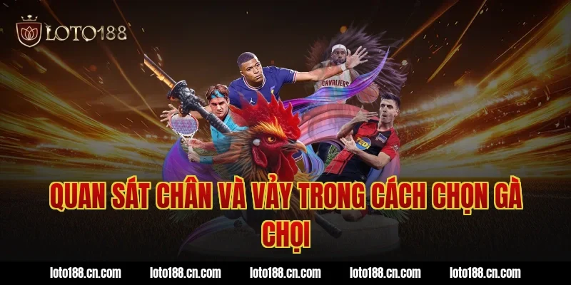 Quan sát chân và vảy trong cách chọn gà chọi