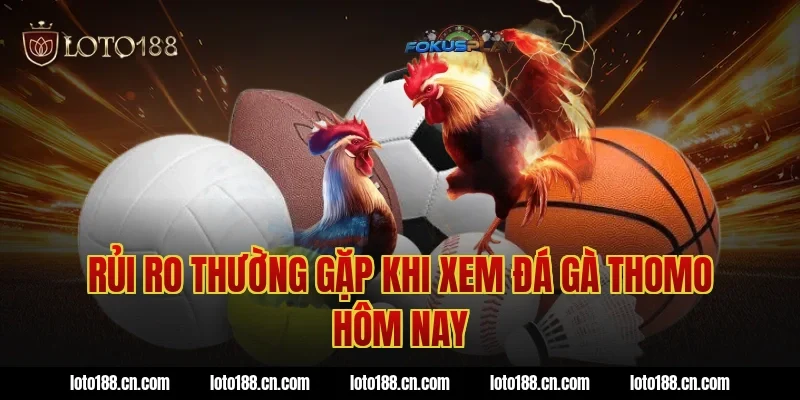 Rủi ro thường gặp khi xem đá gà thomo hôm nay