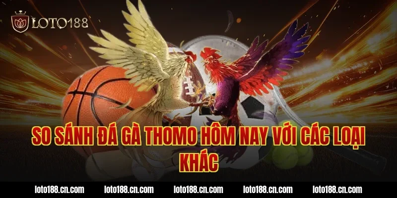 So sánh đá gà thomo hôm nay với các loại khác