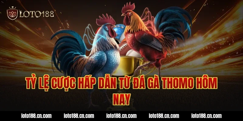 Tỷ lệ cược hấp dẫn từ đá gà thomo hôm nay
