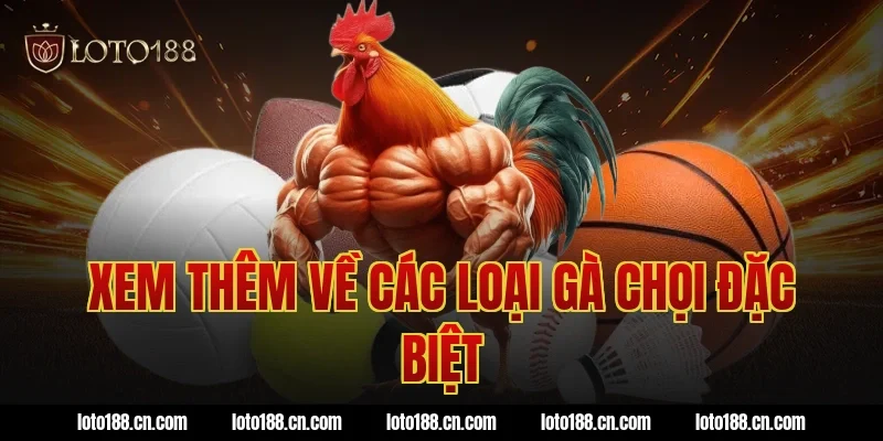 Xem thêm về các loại gà chọi đặc biệt